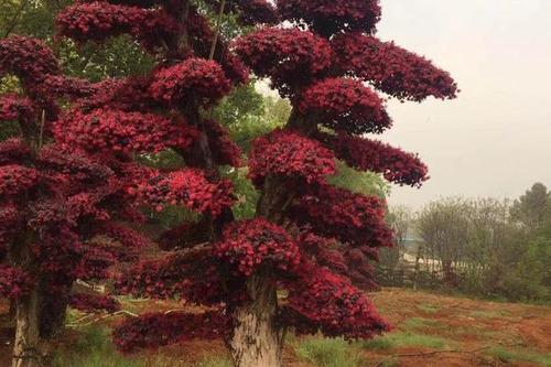 0/株 造型红继木桩