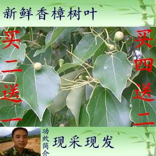 500克包邮新鲜樟树叶香樟叶 香樟树树叶 香樟树枝 樟木叶 樟叶