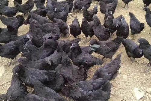 五黑鸡苗 2.8/只 五黑一绿鸡苗