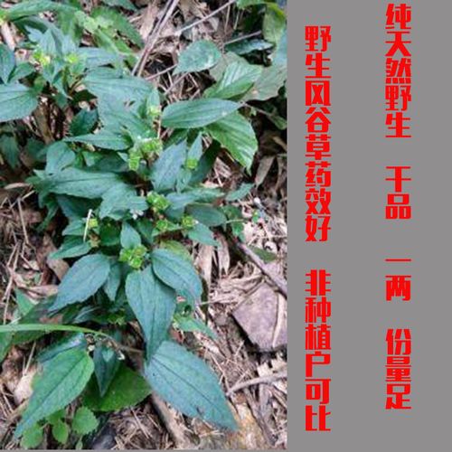 野生风谷草 风柜斗草 风鼓草 猪头红 半斤250克包邮