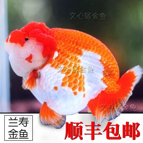 精品红白兰寿金鱼耐活好养玉兔红寿娃娃脸小尾小金鱼活鱼苗不易死【5