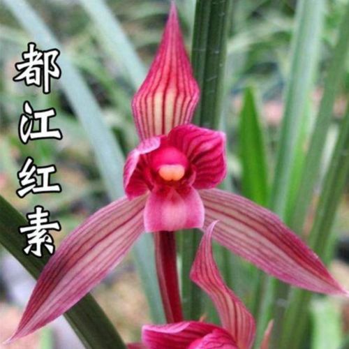 春剑【都江红素】兰花苗品种有香味的好养花卉盆栽原生壮苗