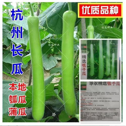 杭州长瓜种子 长瓠瓜种子高产蒲瓜种子瓠子瓜种子夜开花葫芦种子