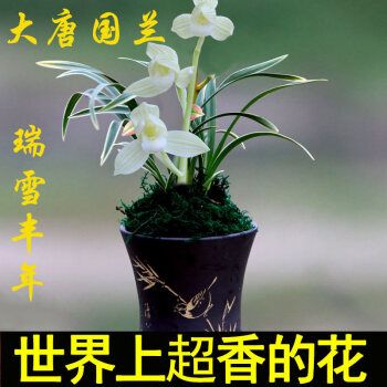 金边兰 四季兰室内兰花苗名贵品种好养易种活花期长 金边矮种瑞雪丰年