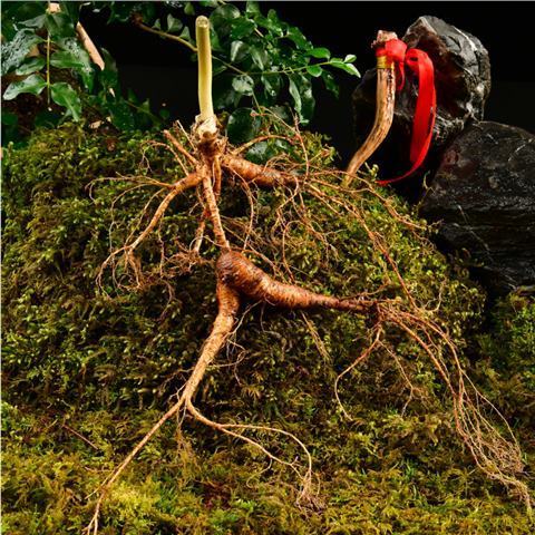 24年林下参籽儿货长白山野生人参带土林下参新鲜野山参煲汤泡酒新