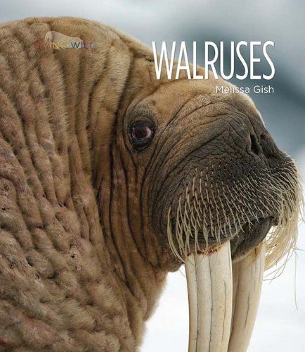 【预订】walruses