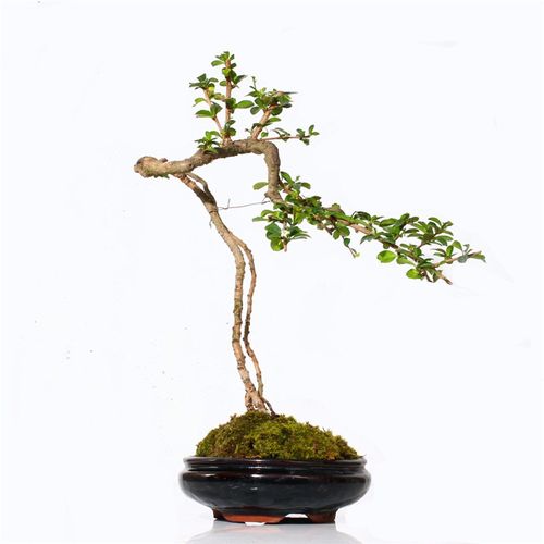 高档中叶福建茶盆景高提根可附石造型禅意茶馆绿植四季青开花植物