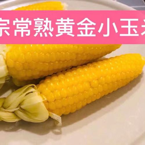 黄金小玉米苏州常熟特产新鲜常熟董浜黄金小玉米甜糯玉米现摘现发