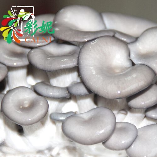 芊阙,姬菇菌种包平菇菌棒 食用菌种蘑菇菌包家庭阳台四季种植包新鲜