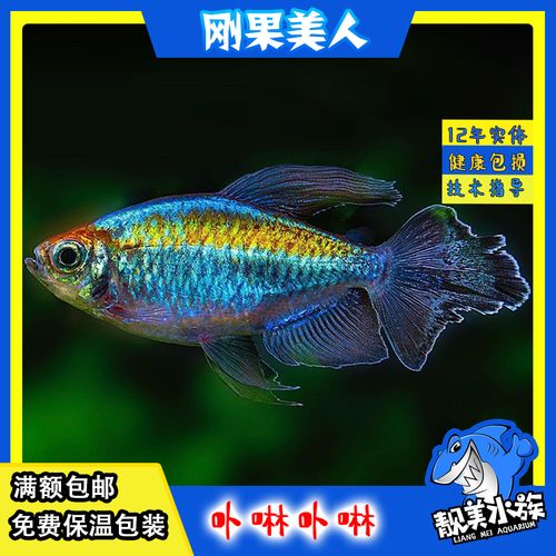 刚果美人刚果扯旗刚果霓虹灯鱼观赏鱼热带鱼满额包邮