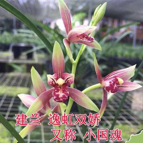 兰花老品种建兰浓香逸虹双娇市长红带花包兰花苗室内盆栽绿植