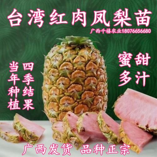 台湾新品种红肉凤梨苗四季结果蜜甜地菠萝苗盆栽地栽南北方果树苗