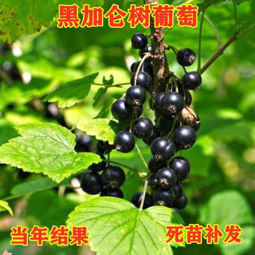 黑加仑苗树葡萄不爬藤耐冻黑醋栗葡萄树苗黑醋栗盆栽地栽葡萄树苗