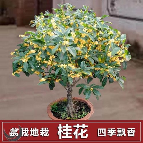 【四季开花】桂花树苗盆栽客厅庭院内浓香型花卉大全