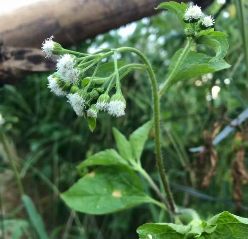广东野生胜红蓟新鲜白花臭草臭垆草毛胜红霍香蓟咸虾草白毛苦包邮