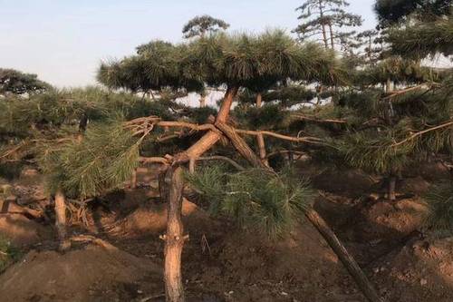 0/棵 造型松树  泰山造型松,景观松