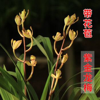 高宅兰花建兰【紫金龙梅】 兰花苗四季兰 办公室花卉盆栽植物室内盆好