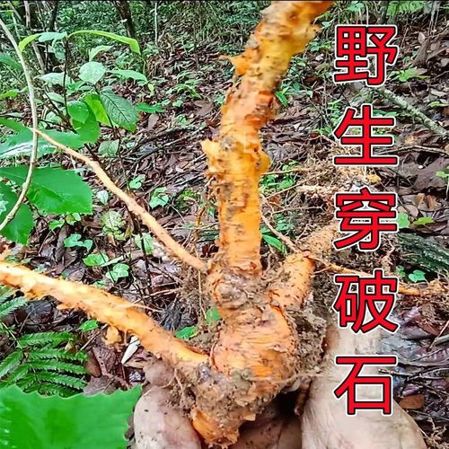 野生中药材穿破石构棘根小柘树根九层皮山荔枝金腰带新鲜晒干包邮