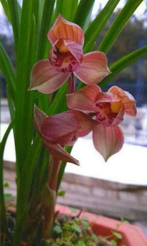 包邮四川自然老种兰花苗 春剑【大红荷】浓香绿植花卉园艺