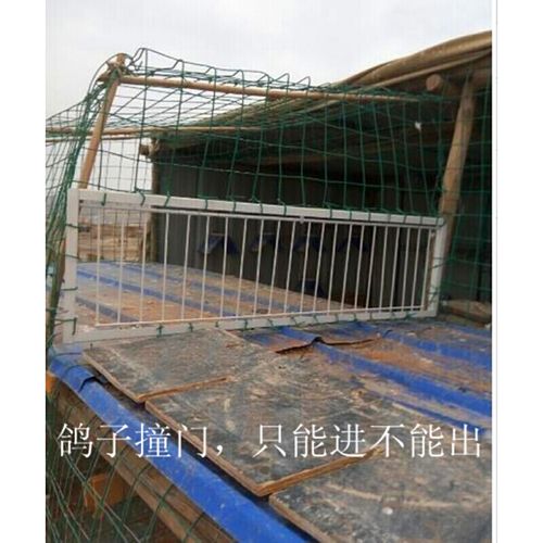 定做活动门自动门跳笼门鸽子撞门进出门鸽具活络门帘子门信鸽用品鸽具