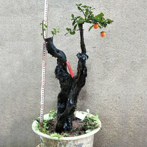 四川金弹子盆景树桩熟原生桩母带果疙瘩怪根金弹子老桩盆栽带果21