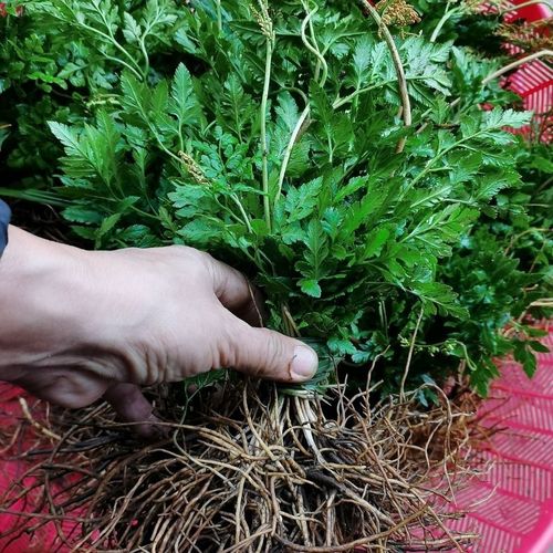 贵州草药野生小春花500克 新鲜阴地厥一朵云破天云独立金鸡散血叶