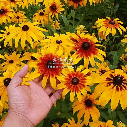 黑心菊花种子景观工程园林 耐旱耐热花籽黑心金光菊 黑眼菊草花海