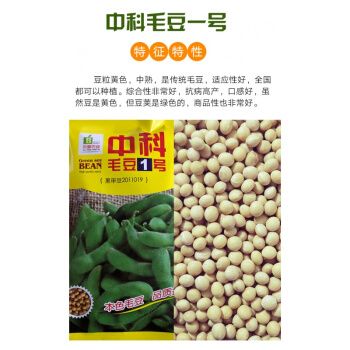 鲜食大粒毛豆种子早熟高产特大青豆大豆种籽菜豆春季四季黄豆种子 1号