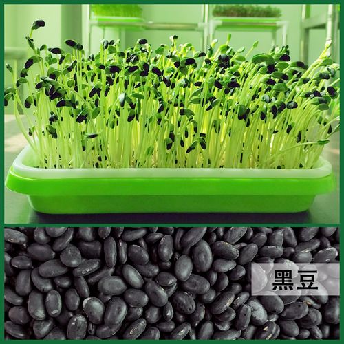 阳台种菜水培萝卜韭菜花生豆香椿小香葱籽 黑豆2包 【2个牙苗盆】 纸