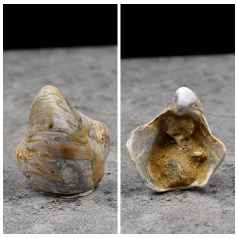 腕足动物化石五房贝化石鸮头贝天然古生物化石原石无洞贝教学标本