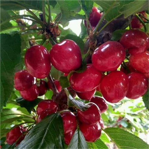 嫁接樱桃树苗车厘子特大樱桃苗南方北方种植果树地栽盆栽当年结果