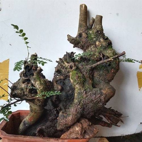 云南正宗红芽清香木老桩青香木绿植盆栽常绿花p卉疙瘩特大盆景素