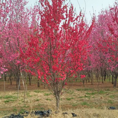 庭院观赏桃花红叶碧桃树苗紫叶碧桃苗工程绿化苗紫叶桃别墅风景树