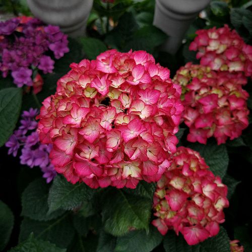 塞尔玛 进口大花绣球 庭院地栽开花植物 园艺花卉盆栽花苗