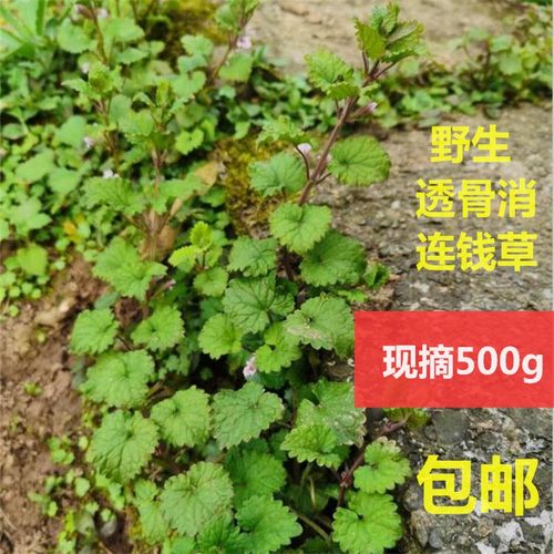 透骨消中草药遍地香钱儿连钱草白耳莫一串钱穿墙草500g新鲜接骨消