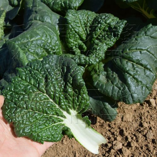 黄心乌 黑心乌 乌塌菜蔬菜种子 黑白菜 黄金乌菜阳台庭院大田种植