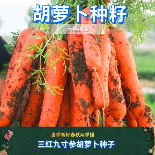 日本原种三红九寸农家胡萝卜种子抗病耐旱早熟四季大田甜脆萝卜籽
