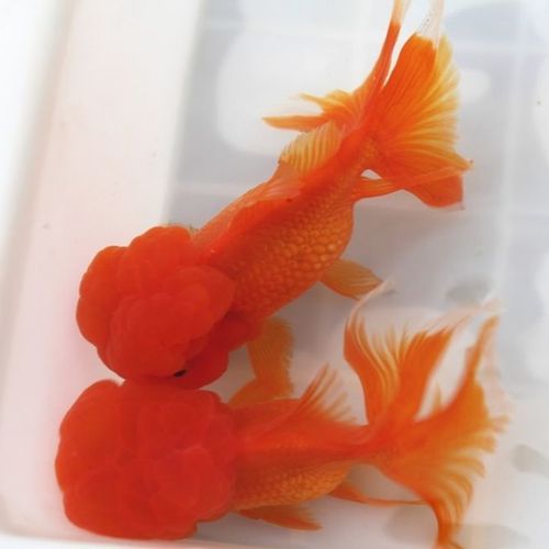 金鱼活体红国狮子头冷水鱼爆菊头大金鱼渔场发货包邮包活极速退款