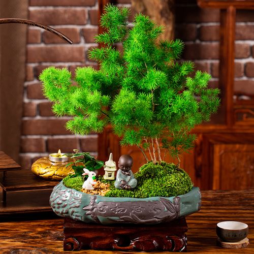蓬莱松盆栽室内花好养属猴植物花卉生肖猴四季常青绿植招财小盆景