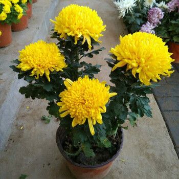 果小仔 【带花苞发】菊花盆栽带花苞金丝皇菊四季大朵大颗可用室内