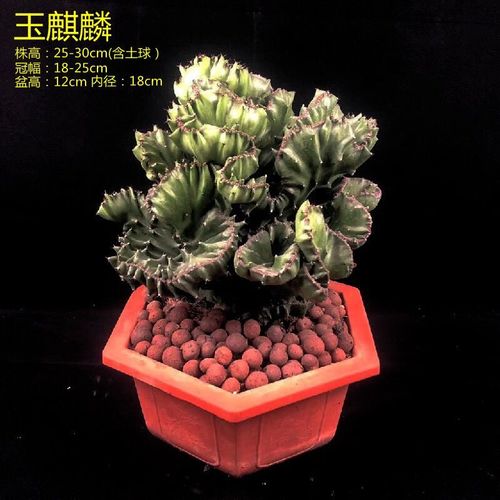 玉麒麟盆栽 彩麒麟掌花卉绿植多肉 净化空气室内阳台好养招财守宅