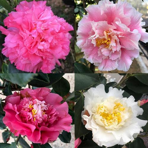 精品超级赛牡丹赛牡丹白天鹅三赛系列茶花巨型花庭院阳台绿植花卉