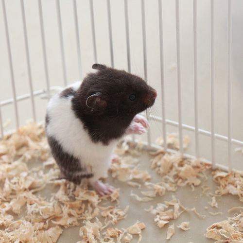 宝宝金丝熊活的小仓鼠奶茶苍鼠虎纹银狐仓鼠类宠物老公公 1只奶牛熊