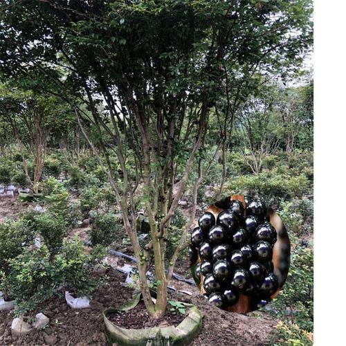 台湾嘉宝果树苗 树葡萄树苗加宝果南方种嫁接四季结果盆栽地栽