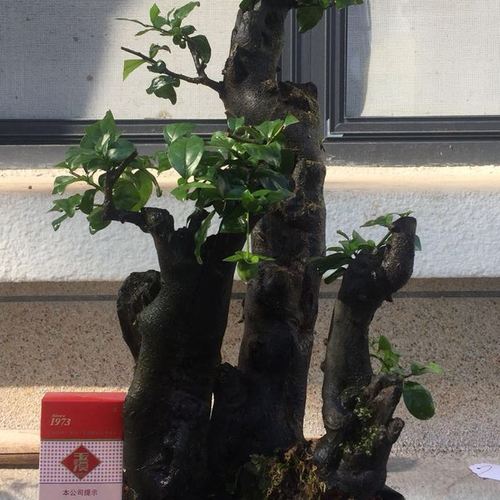 金弹子树桩盆景 黑塔子老桩盆景瓶兰花 多年熟桩 精品母桩包邮