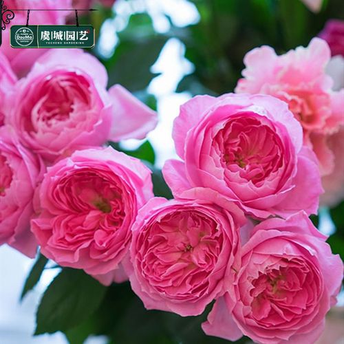 中苗|虞城园艺 花宫娜月季京月季 多头丰花粉色四季开花耐热抗病