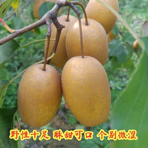 2022金大珠果沙梨黄红子新鲜应季孕妇水梨果野生砂梨小梨整箱10斤