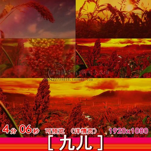 九儿配乐成品加长版红高粱乡村民族舞蹈舞台背景led视频素材