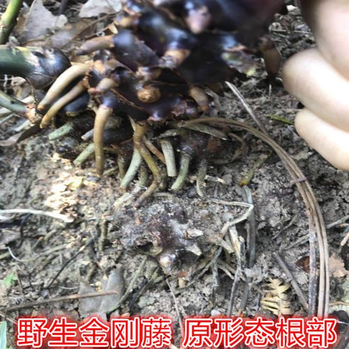 野生金刚刺 金刚藤 菝葜 老金刚薯 勒薯 大金刚藤 20斤一包