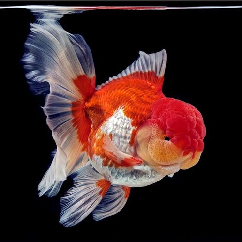 泰狮金鱼活鱼泰狮红白黑五花菠萝泰师百褶裙冷水鱼